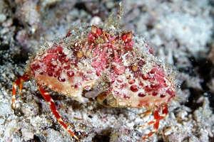 Raja Ampat 2019 - DSC08048_rc - Two horn box crab - Crabe honteux a deux cornes - Calappa bicornis